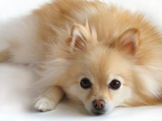 pensive-pomeranian1