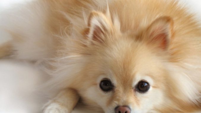 pensive-pomeranian1